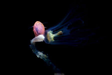 Passenger
Location :Ambon Indonesias
Canon 5dsr
Canon ... by Yung Sen Wu 