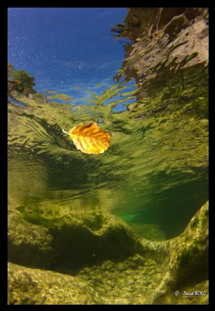 David BORG - Freshwater by David Borg 