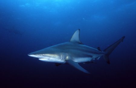 Coming in to take a closer look. Black tip taken at Aliwa... by Paul Hunter 