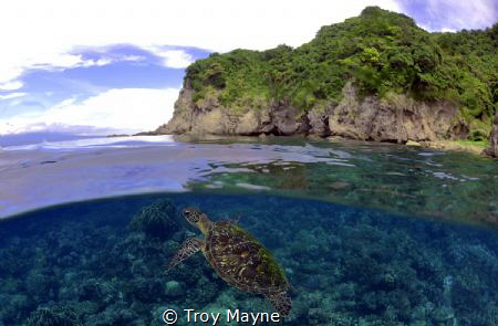 Green Turtle at Apo Island, Philippines. by Troy Mayne 