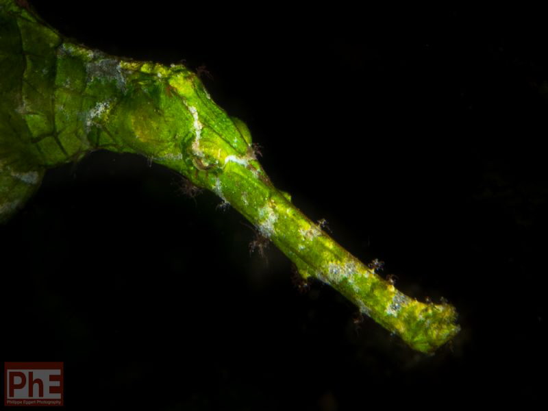 Halimeda Ghost by Philippe Eggert 