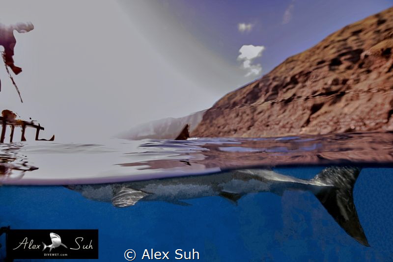 Over Under of Great White Shark into the sun by Alex Suh 