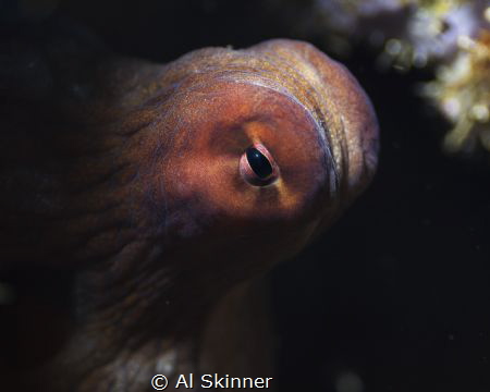 The octopus was trying it's best to go unnoticed in a wal... by Al Skinner 