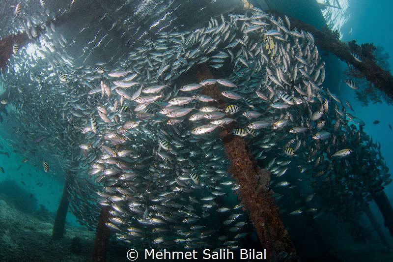 Arborek pier, Raja Ampat. by Mehmet Salih Bilal 