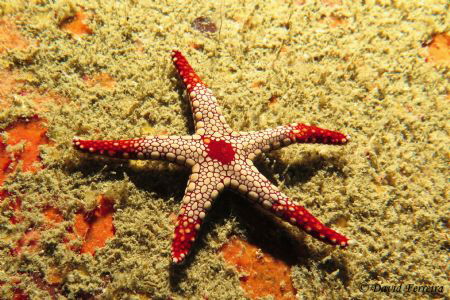 the star of the seas by David Ferreira 
