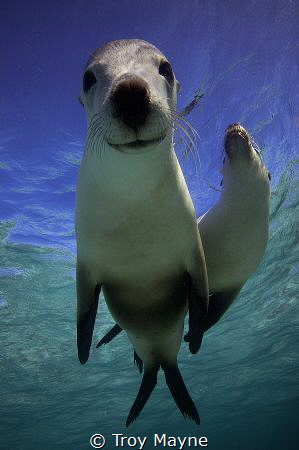 Snoopy! Australian Sealions, Western Australia by Troy Mayne 