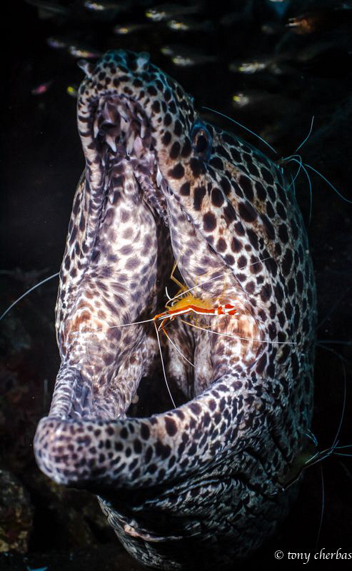 "This is no cave..." Cleaner Shrimp in the mouth of a Mor... by Tony Cherbas 