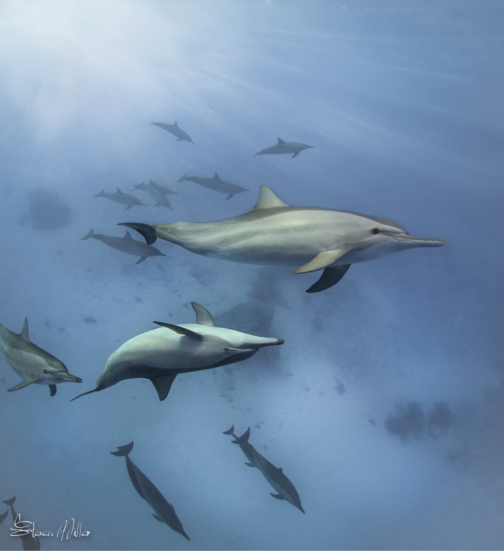 Blast off. Dolphin always look cute and cuddly in picture... by Steven Miller 