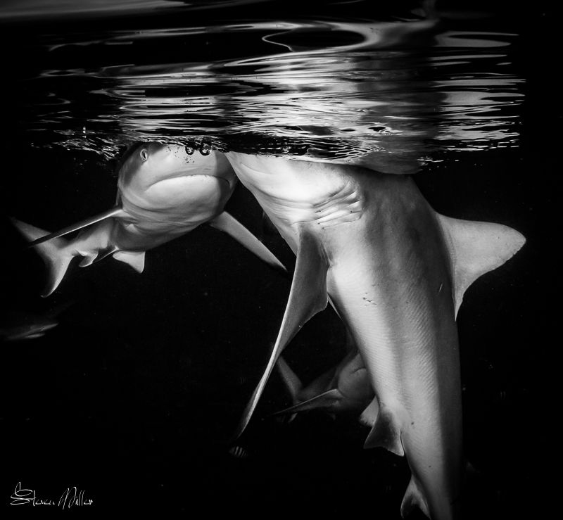 Inky black by Steven Miller 