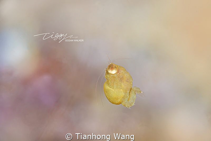 MINION by Tianhong Wang 