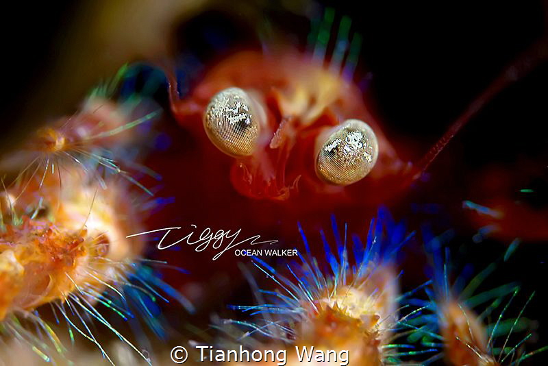 SHOCK EYES by Tianhong Wang 
