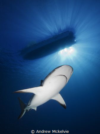 The boat was moving, so I had to have several attempts to... by Andrew Mckelvie 