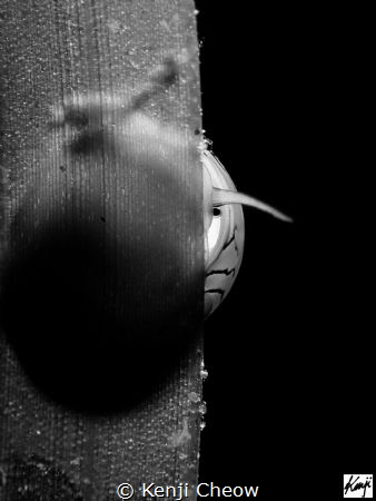 B&W Super Macro by Kenji Cheow 