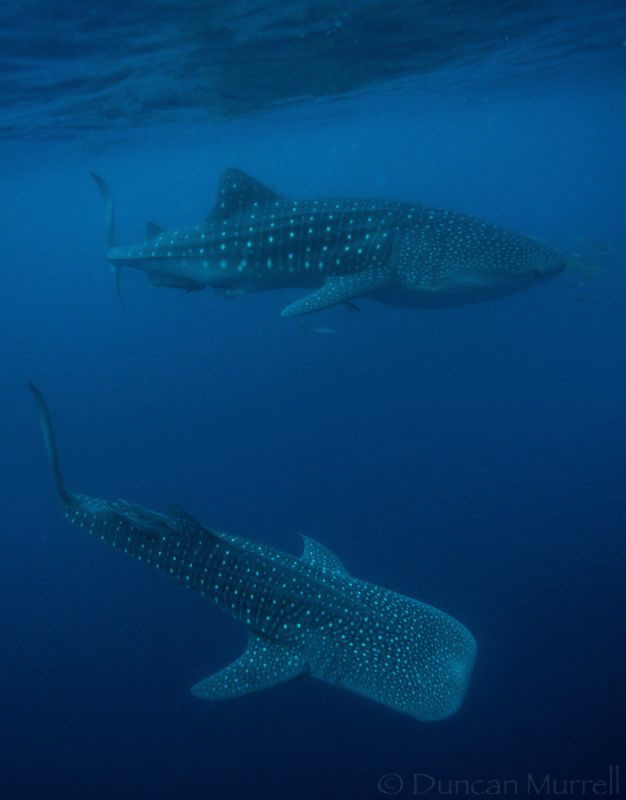 It's not that often that you see more than one whale shar... by Duncan Murrell 