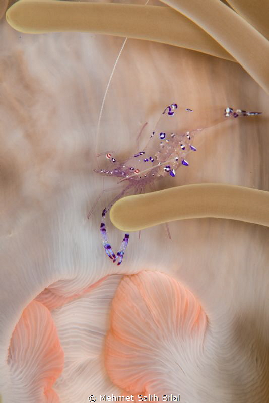 Commensal shrimp on the anemone. by Mehmet Salih Bilal 