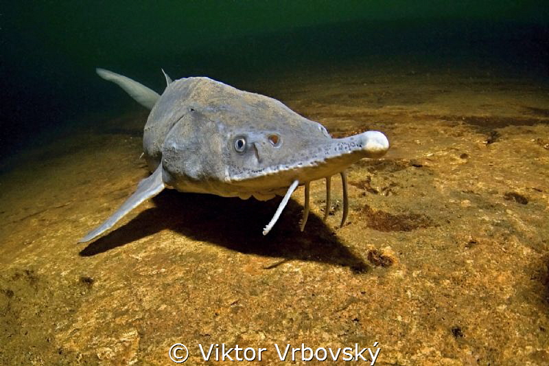 Acipenser baerii - Siberian Sturgeon by Viktor Vrbovský 