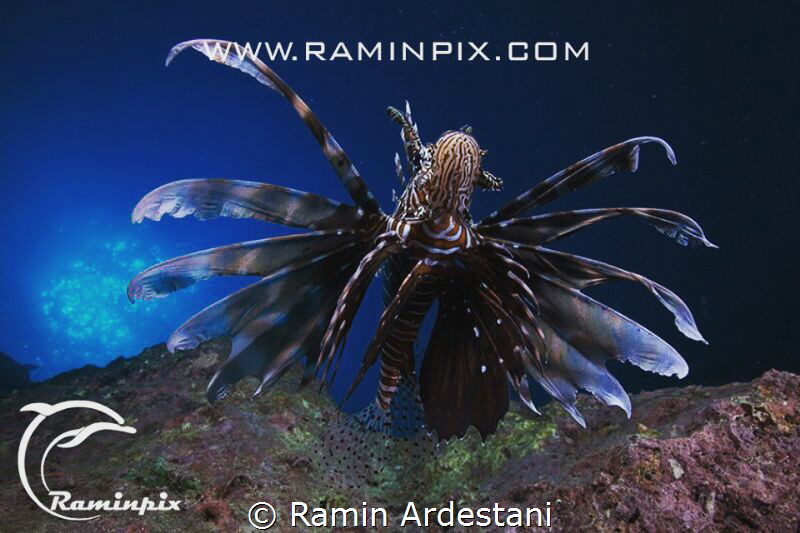 Lion Fish.. by Ramin Ardestani 