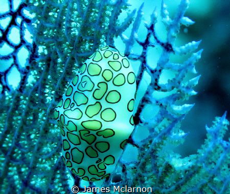 flamingo tongue snail on coral by James Mclarnon 