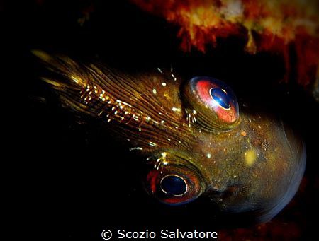 white blenny by Scozio Salvatore 