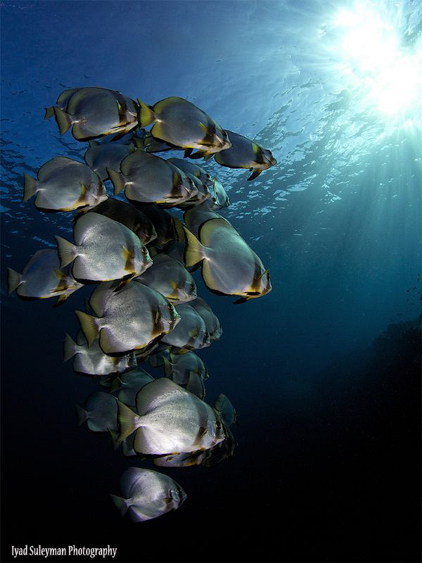 Schooling Batfish by Iyad Suleyman 