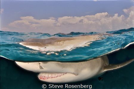 Over Under of a Lemon Shark in the Bahamas, taken from th... by Steve Rosenberg 