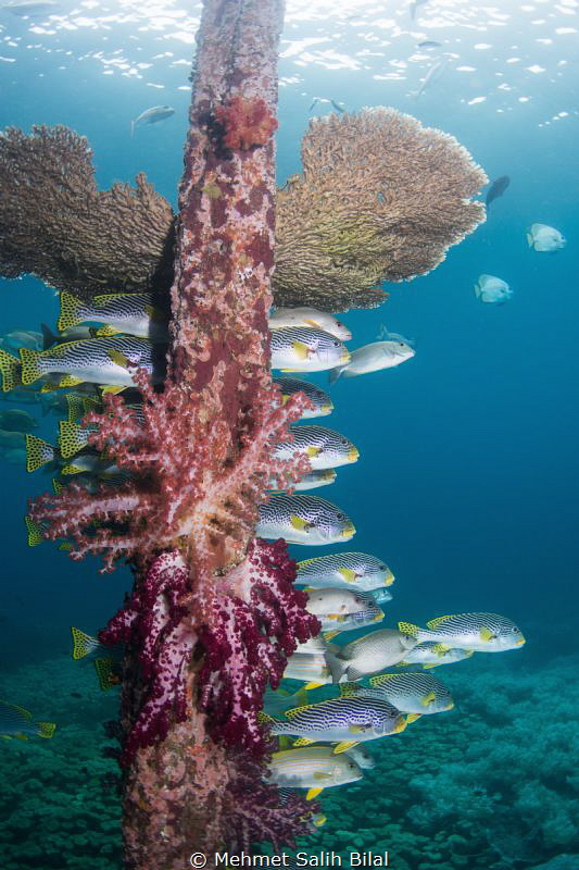 Savandorek pier, Raja Ampat. by Mehmet Salih Bilal 