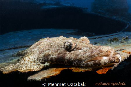 Residents of Thistlegorm / North  Red Sea by Mehmet Öztabak 
