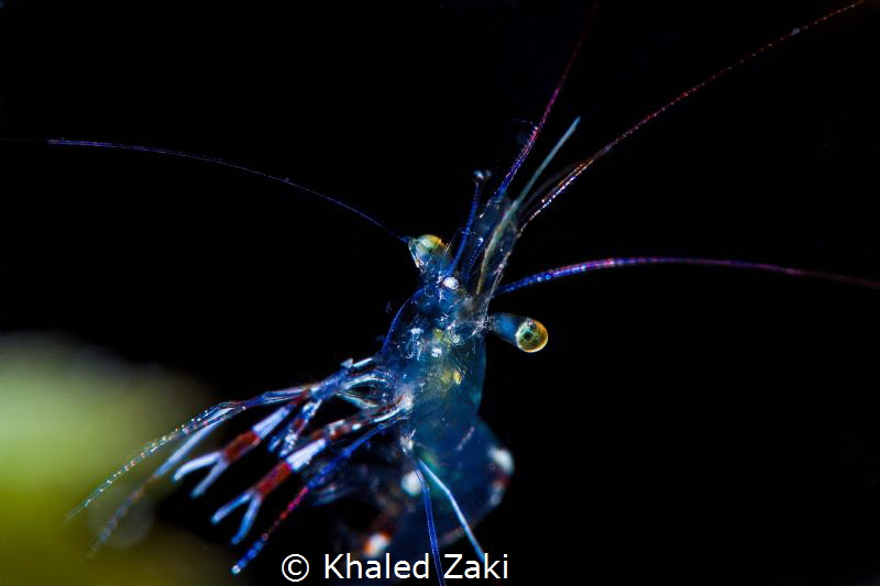 Shirimp@Night by Khaled Zaki 