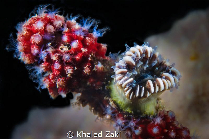 3in1 by Khaled Zaki 