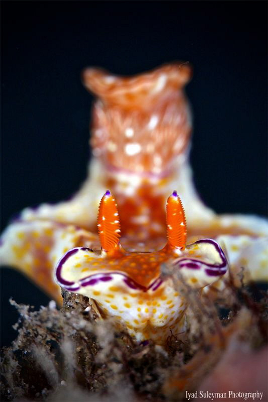 Nudibranch by Iyad Suleyman 