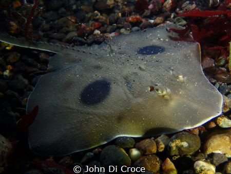 Large skate in Puget Sound by John Di Croce 