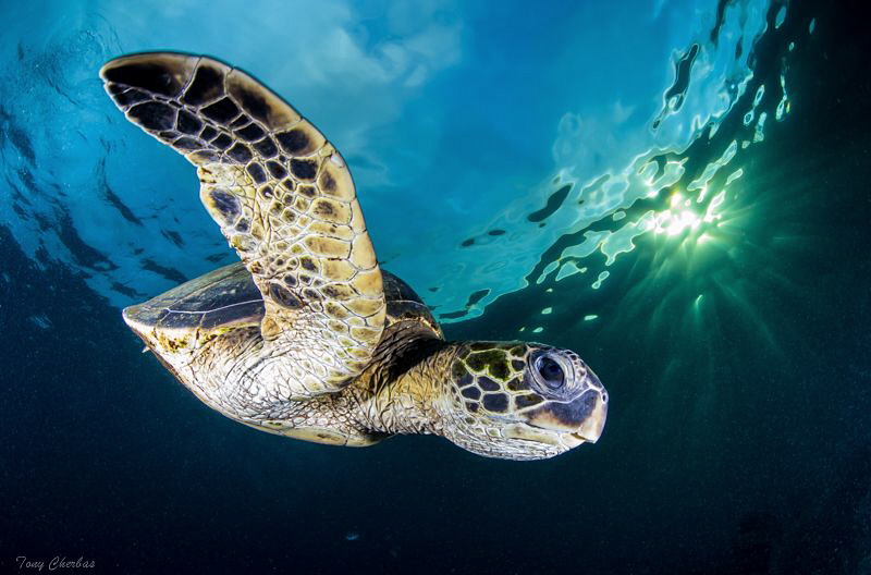 Dip dive... Happy Holidays ! by Tony Cherbas 