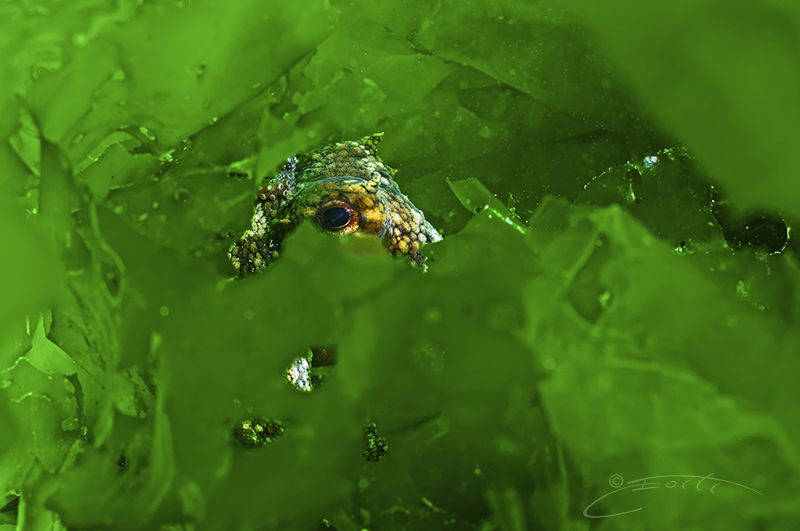 ~ Green Jewel ~ by Geo Cloete 