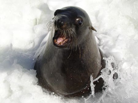 This seal swam up between the props and tried to board th... by Ryan Stafford 