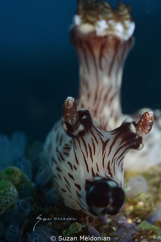 Red lined jorunna by Suzan Meldonian 