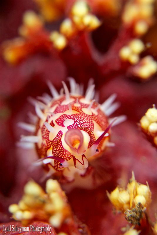 Allied Cowrie (Crenavolva leopardus) by Iyad Suleyman 