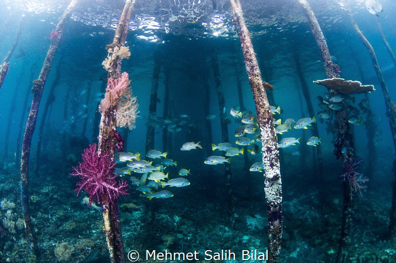 Savandorek pier with fisheye. by Mehmet Salih Bilal 