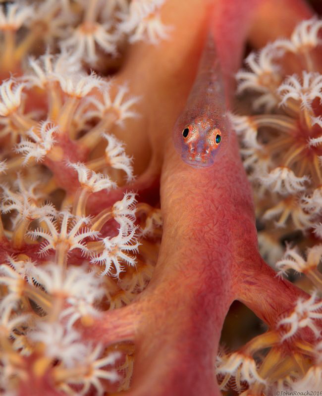 Ghost Goby Liberty Wreck Bali by John Roach 