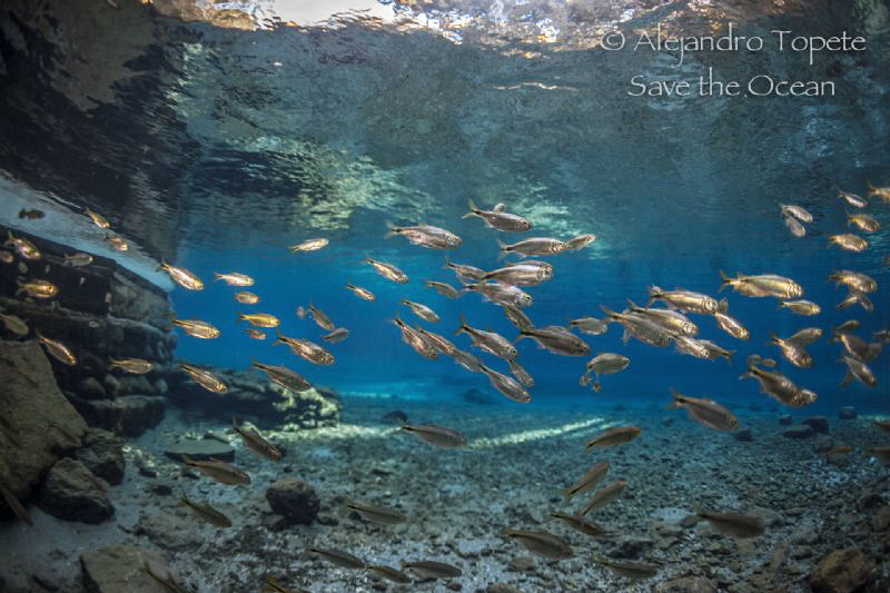 Golden Fish, Las Estacas México by Alejandro Topete 
