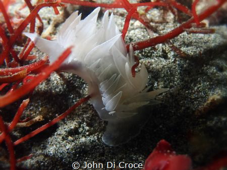 White lined dirona in Puget Sound, Washington by John Di Croce 