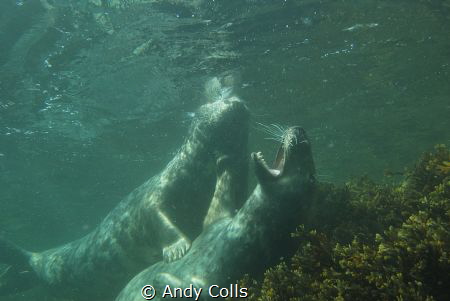 Tickling seal. Taken at Farne Islands, UK. by Andy Colls 