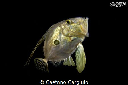 John-Dory (Zeus Faber) swimming up by Gaetano Gargiulo 