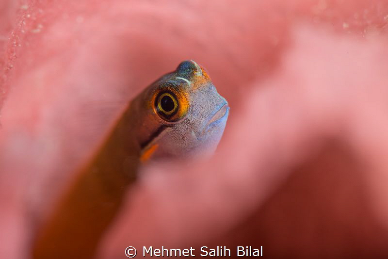 Dottyback blenny. Nikon D800+Nikkor 105 micro and Nautica... by Mehmet Salih Bilal 