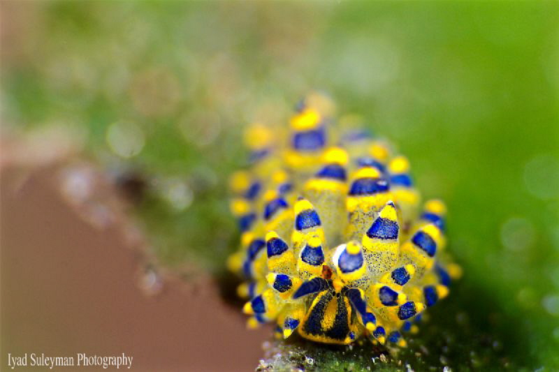 No crop shot taken with Canon 70d, 100mm macro lens and N... by Iyad Suleyman 
