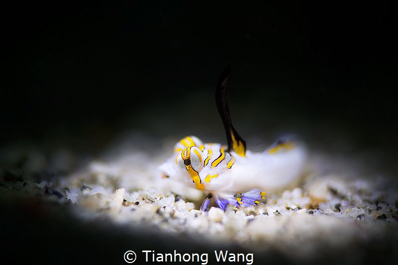 SULTAN
Juvenile Dragonet by Tianhong Wang 