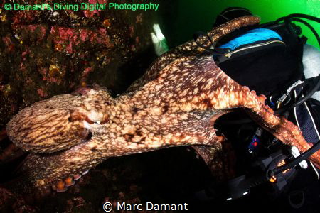We always try and be respectful of wildlife in our intera... by Marc Damant 