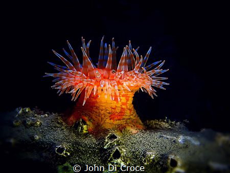 Swimming Anemone by John Di Croce 