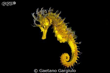 "Platinette" but just for her hair... taken with a minido... by Gaetano Gargiulo 