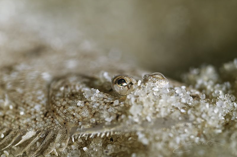 ~ The Art of Camouflage ~ by Geo Cloete 