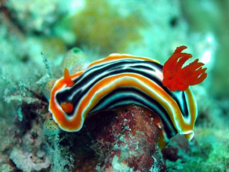 Taken at Mantabuan Island, East Malaysia by Dennis Siau 